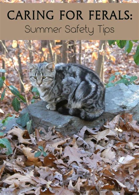 Keeping Feral Cats Safe During The Summer Months