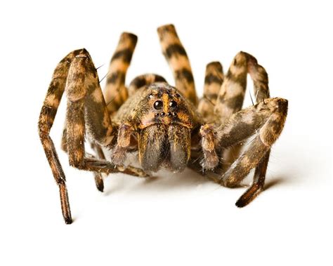 Wolf Spider Facts Identifying And Controlling These Arachnids Pest Wiki
