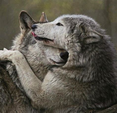 Real Love In A Copuple Of Wolves Wolf Love Beautiful Wolves Wolf