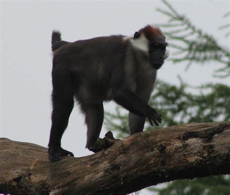 Red Capped Mangabey Zoochat
