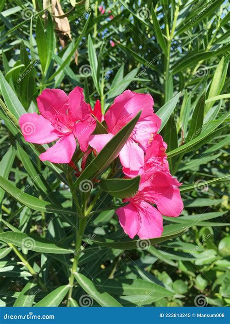 Pink Nerium Oleander Flower In Nature Garden Stock Image Image Of