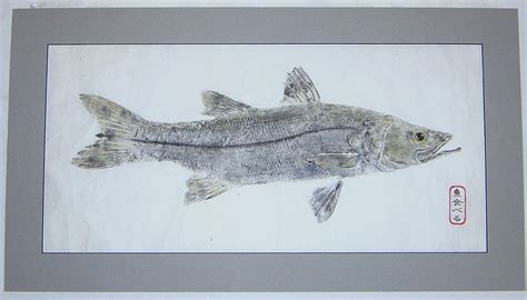 Snook Photos And Snook Gyotaku Fish Art By Chesapeake Bay Fish Prints