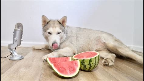 Asmr Husky Eating Watermelon Youtube