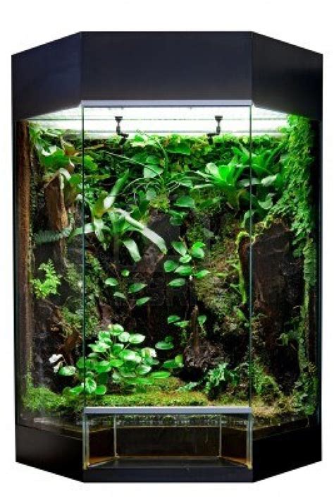 Terrarium Or Vivarium For Keeping Rainforest Animal Such