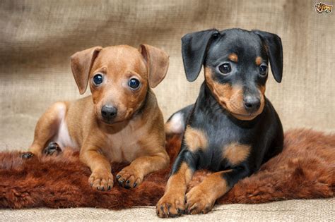 Miniature Pinscher Information Dog Breeds At Dogthelove