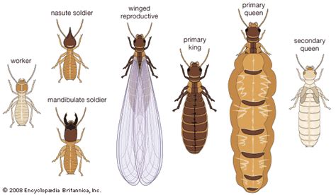 Winged Termites Identification