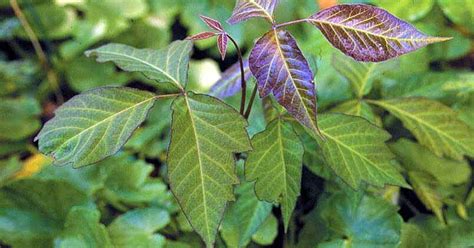 Is Poison Ivy Dangerous To Cats
