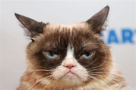Internets Famous Grumpy Cat Dies At Age 7 Freetechsforum