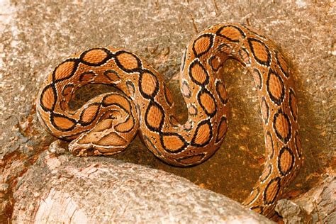 Snake Profile Russells Viper With 10 Extraordinary Photos