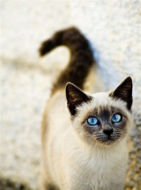 Beautiful Siamese Cat With Gorgeous Blue Eyes Cats Pretty Cats