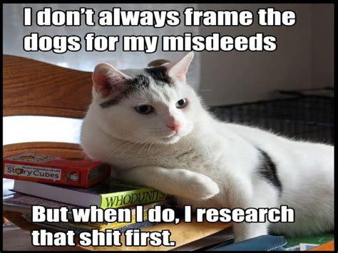 Cat Meme Quote Funny Humor Grumpy Sadic Wallpapers