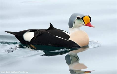 14 Rare Duck Species And Where To Find Them Omega Outdoors