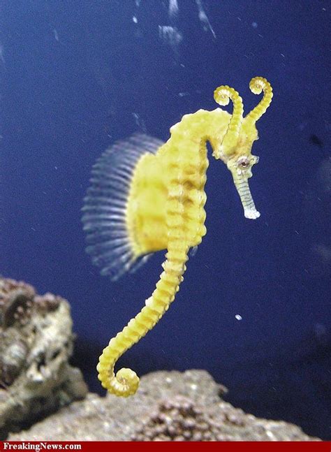 Seahorse Pictures Freaking News Beautiful Sea Creatures Seahorse