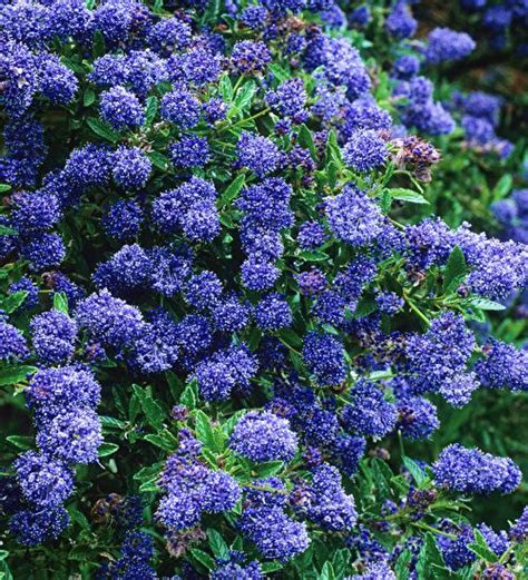 Buy Ceanothus Autumnal Blue This Variety Flowers Later Than Others