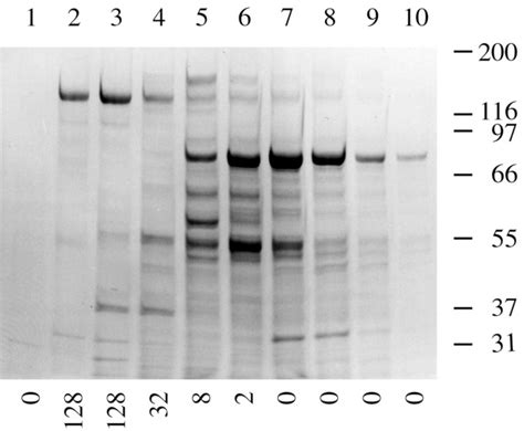 The Clostridium Ramosum Iga Proteinase Represents A Novel Type Of