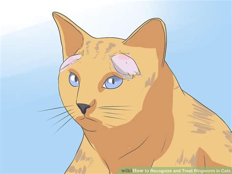 How To Recognize And Treat Ringworm In Cats 12 Steps