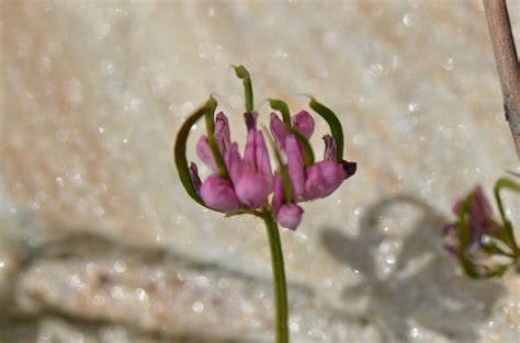 Securigera Parviflora Sinonim Coronilla Parviflora Türkiye Yaban