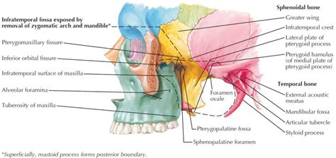 Maxilla Bone Maxilla Anatomy And Maxilla Function