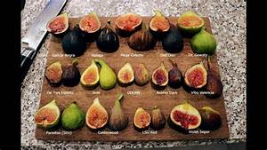 14 Fig Variety Taste Test Comparison Youtube