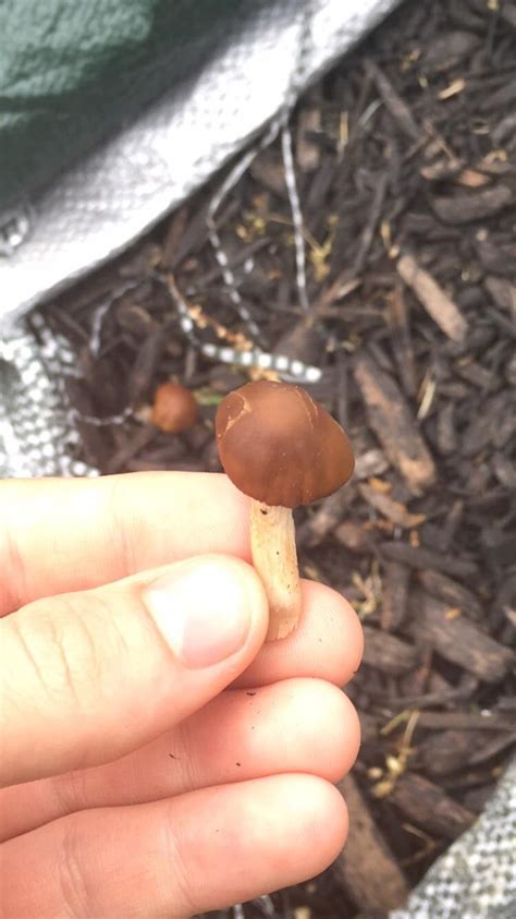 Can Anyone Identify This Mushroom Found In Southwest Ohio R