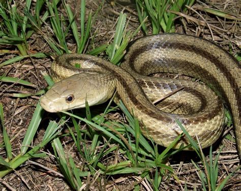 Eastern Rat Snake Florida Backyard Snakes