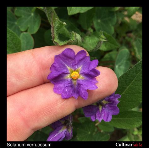 Solanum Verrucosum How To Grow Wild Potatoes Cultivariable