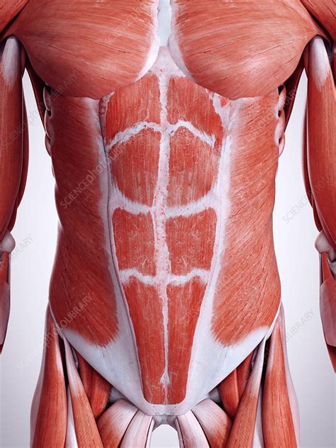 Illustration Of The Abdominal Muscles Stock Image F