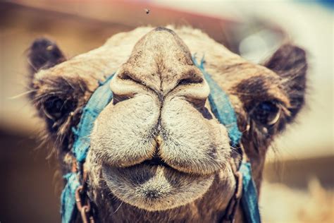 If Camel Humps Don’t Contain Water What’s Inside Chat News Today