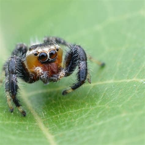 How To Identify Spiders With Pictures Sciencing