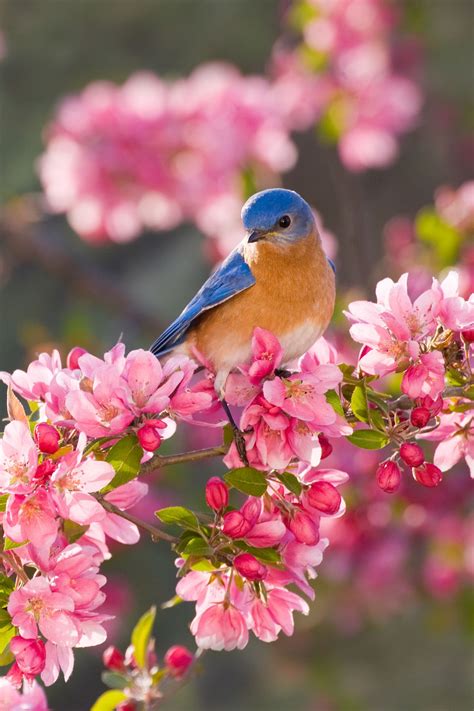 20 Reasons Why Spring Is The Best Season Of The Year In 2021 Wild