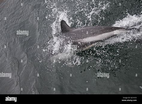 Peales Dolphin Lagenorhynchus Australis Falkland Islands Stock Photo