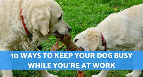 10 Useful Ways To Keep Your Dog Busy While Youre At Work By Pets