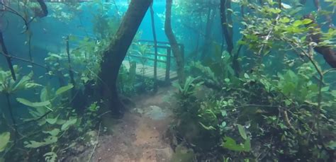 Video Tour Of An Underwater Forest Enterprise
