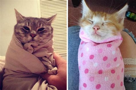 Cats Wrapped Up Like Burritos The Latest Trend To Hit Instagram Daily