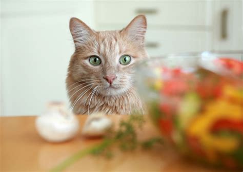 Cat Veganism Can It Work Or Does It Defy Biology Australian Cat Lover
