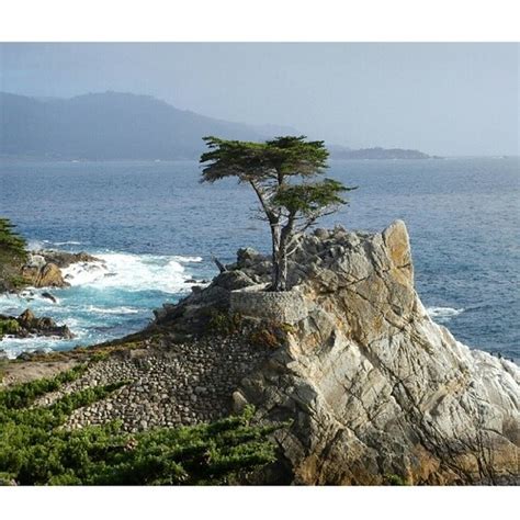 The Lone Cypress Has Withstoood Pacific Storms And Winds For Flickr