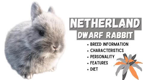 Netherland Dwarf Rabbit Top Facts Breed Guide