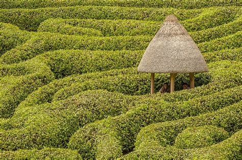 Free Photo Maze Glendurgan Hedge Hut Garden Cornwall Pattern