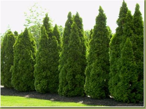 They grow to a solid wall while only taking up a small amount of yard space, and are easy to maintain. Green Giant Arborvitae | Landscaping - our yard is ...