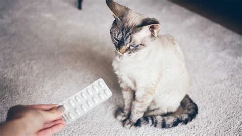 How To Give A Cat Oral Medicine