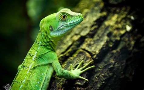 Lagarto Ojos Verdes Reptiles Alta Calidad Fondo De Pantalla Hd Avance