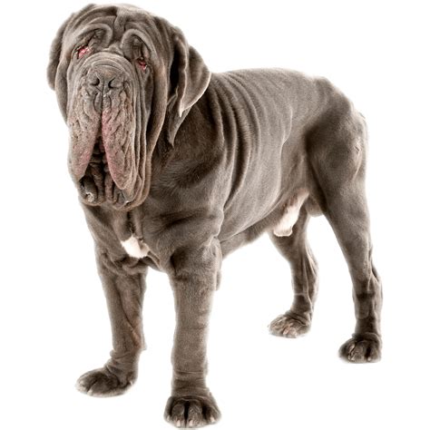 Neapolitan Mastiff Dog Breed Information Dognomics