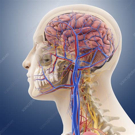 Head And Neck Anatomy Artwork Stock Image C Science Photo Library