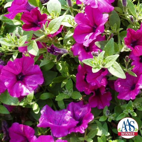 Petunia Wave® Lavender F1 All America Selections