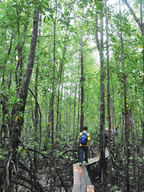 Lokasi Hutan Paya Bakau Di Malaysia Voooty