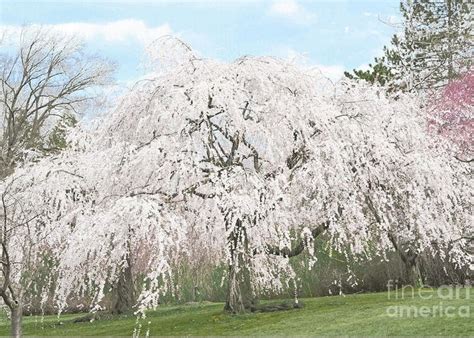 Cherry Blossoms White Greeting Card Featuring The Photograph Cherry Blossom Landscape By Regina