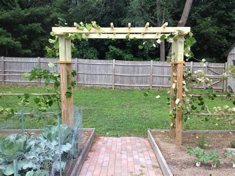 Growing table grapes on your own backyard arbor is a fun summer project. Finishing the Grape Arbor