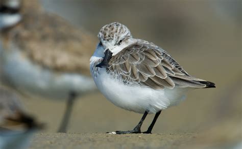 Rudong Yangkou Shanghai Birding 上海观鸟