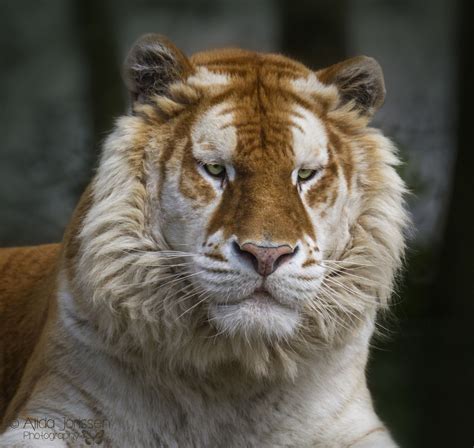 Golden Tiger Large Cats Big Cats Cats And Kittens Cute Cats Nature