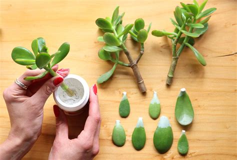 How To Propagate A Jade Plant 3 Effective Methods